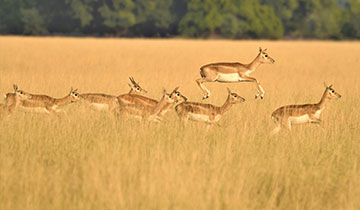 tal_chhapar_wildlife_sanctuary tal_chhapar_wildlife_sanctuary