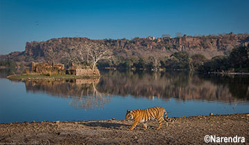 wildlife_tour_ranthambore wildlife_tour_ranthambore