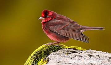 best_wildlife_photography_places_in_india best_wildlife_photography_places_in_india